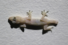 Hemidactylus mabouia