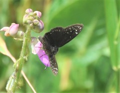 Pholisora mejicanus