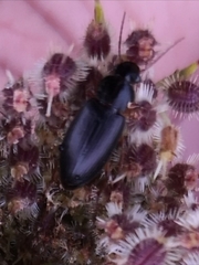 Carabidae