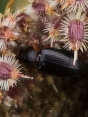 Carabidae