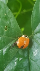 Harmonia axyridis