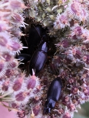 Carabidae
