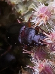 Carabidae