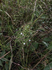 Campanula aparinoides