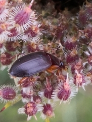 Carabidae