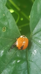Harmonia axyridis