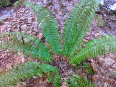 Polystichum × luerssenii
