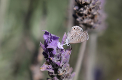 Hemiargus hanno