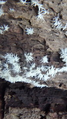 Ceratiomyxa fruticulosa fruticulosa
