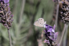 Hemiargus hanno