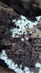 Ceratiomyxa fruticulosa fruticulosa