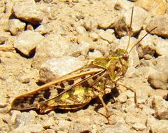 Pardalophora phoenicoptera