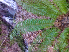 Polystichum × luerssenii
