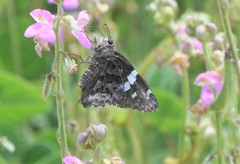 Codatractus arizonensis