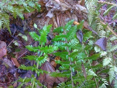 Polystichum × luerssenii