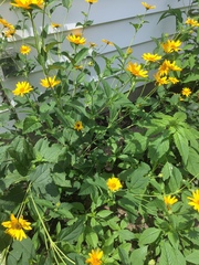 Heliopsis
