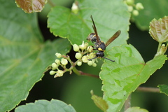 Anterhynchium flavomarginatum