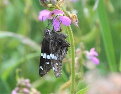 Codatractus arizonensis