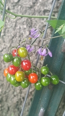 Solanum dulcamara