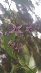 Solanum dulcamara