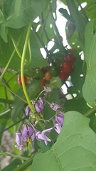 Solanum dulcamara