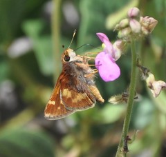 Lon melane vitellina