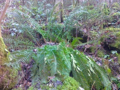 Polystichum × luerssenii