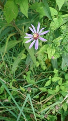 Symphyotrichum retroflexum