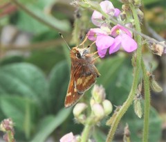 Lon melane vitellina