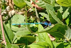 Argia anceps