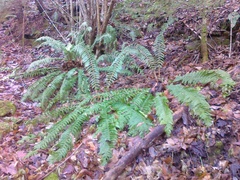 Polystichum × luerssenii