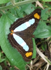 Adelpha serpa