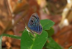 Mesosemia hesperina