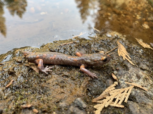iNaturalist observation photo of Sierra Nevada Ensatina