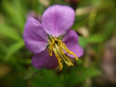 Rhexia virginica