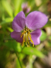Rhexia virginica