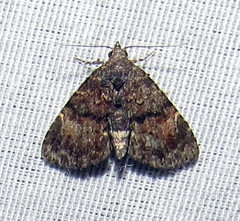 Metalectra richardsi