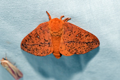 Anisota fuscosa