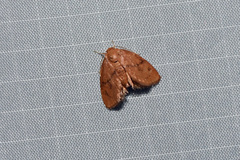 Heterogenea shurtleffi