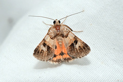 Drasteria ingeniculata