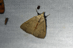 Scolecocampa