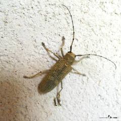 Saperda carcharias