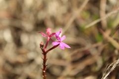 Epidendrum arachnoglossum