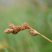 Carex leporina - Photo (c) Oskar Gran, algunos derechos reservados (CC BY-NC)