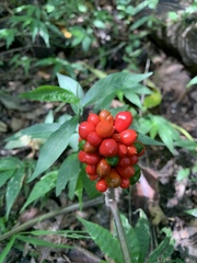 Arisaema dracontium