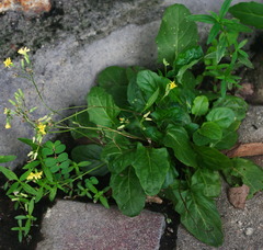 Youngia japonica