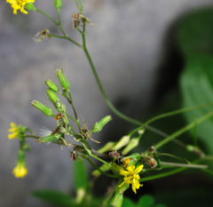 Youngia japonica