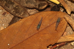 Neocaridina