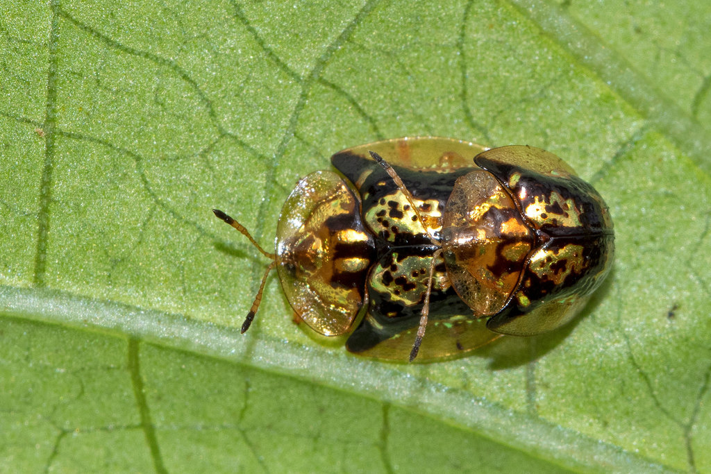 Deloyala fuliginosa