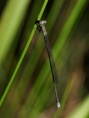 Rhadinosticta simplex